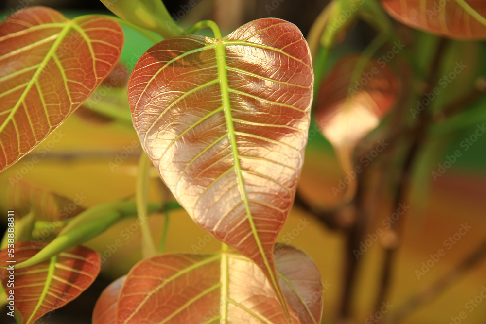 Young shoots of growing leaves pinkish red color. Beautiful and natural at the park. Young shoots of growing leaves pinkish red color. Beautiful and natural at the park.