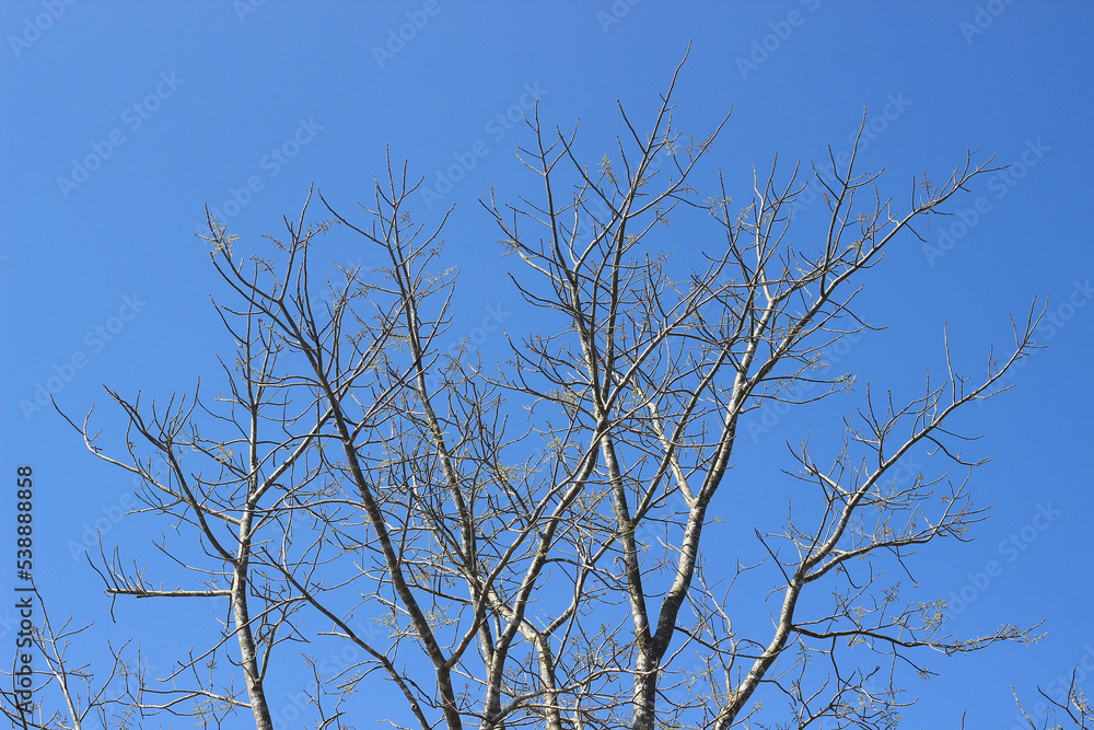 Tree branch on blue sky background.Refreshing and beautiful nature. Tree branch on blue sky background.Refreshing and beautiful nature.