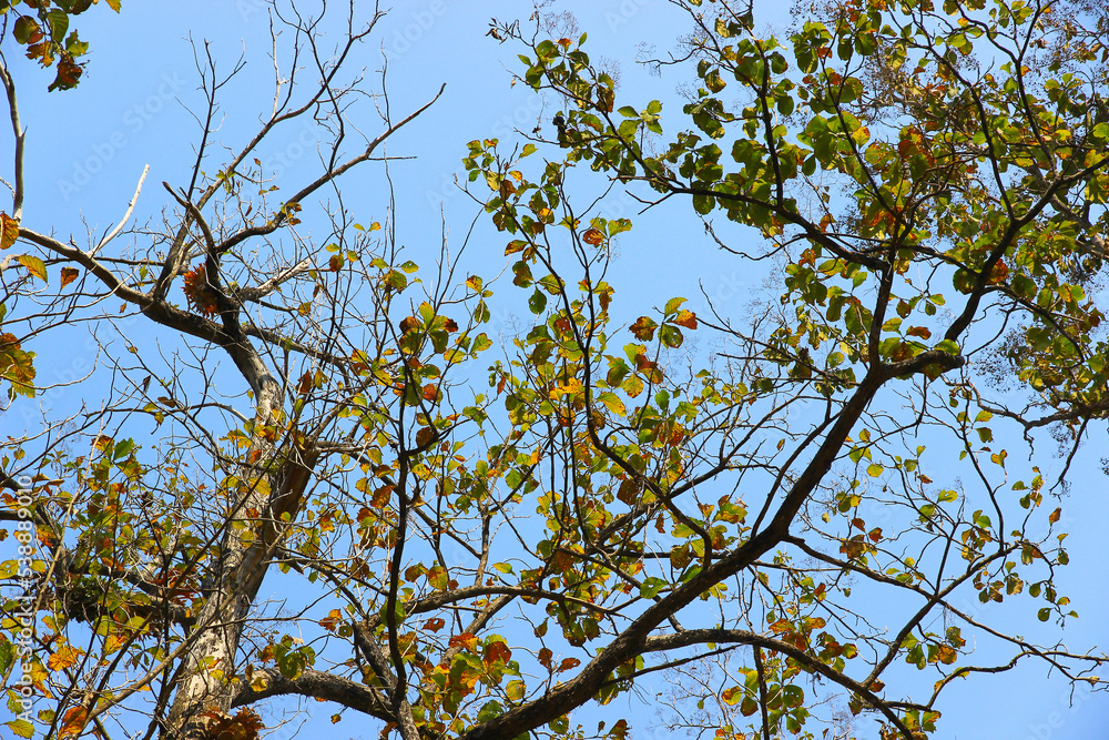 Tree branch on blue sky background.Refreshing and beautiful nature. Tree branch on blue sky background.Refreshing and beautiful nature.