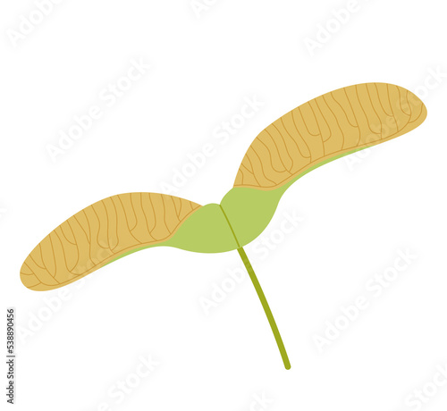 Maple seed. Botanical element of maple key (samara). Flat vector illustration isolated on white background.