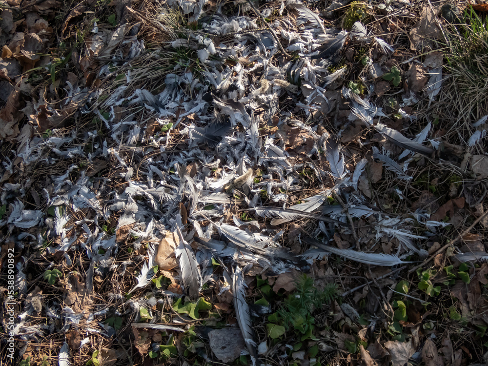 Forest ground covered with autumn leaves and a tree stump surrounded with feathers of a bird prey eaten by the big predatory bird Forest ground covered with autumn leaves and a tree stump surrounded with feathers of a bird prey eaten by the big predatory bird