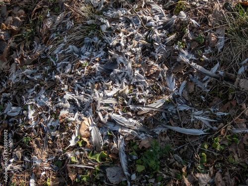 Forest ground covered with autumn leaves and a tree stump surrounded with feathers of a bird prey eaten by the big predatory bird