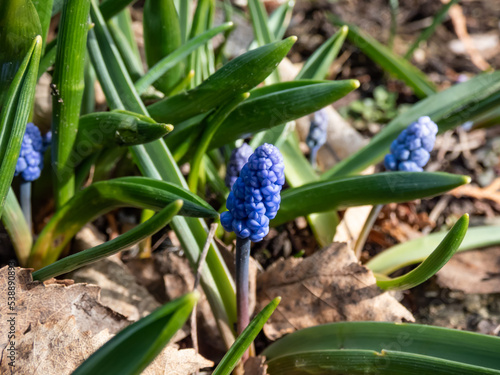 Group of lovely  compact china-blue grape hyacinths  Muscari azureum  with blue flower buds and green leaves in spring