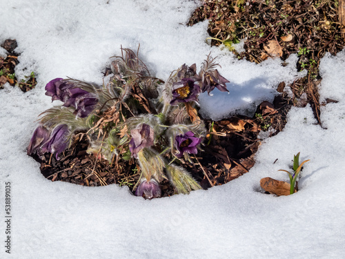 Close-up shot of purple spring flower Pasqueflower (Pulsatilla x gayeri Simonk.) with yellow center surrounded with white snow in spring photo