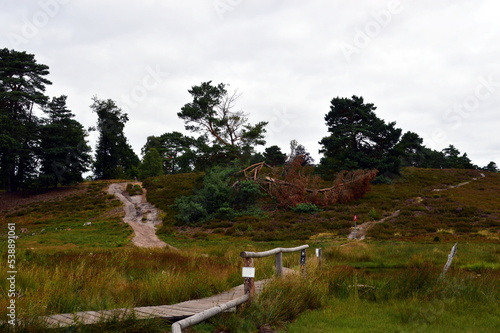 Landscape in the Valley Büsenbachtal in the Heath Lüneburger Heide, Lower Saxony photo