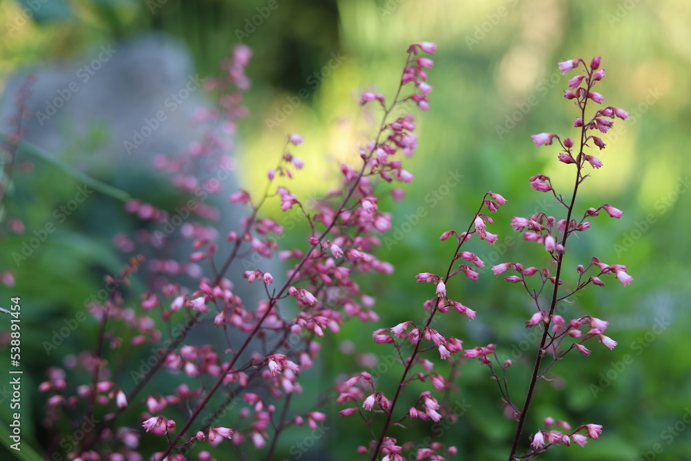 Heuchera. Red geyhera flowers in the garden. Heuchera. Red geyhera flowers in the garden.