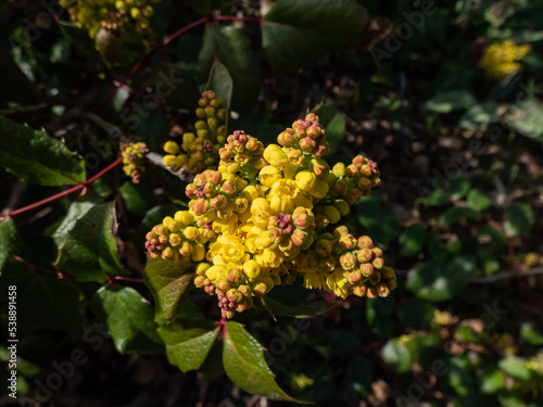 The evergreen shrub Oregon grape or holly-leaved barberry (Mahonia aquifolium) flowering with dense clusters of yellow flowers in early spring