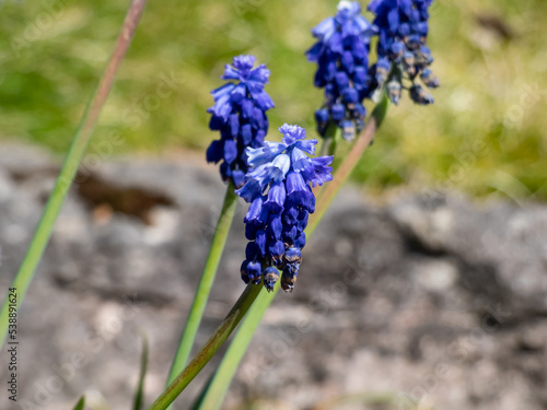 Close-up shot of the Muscari pseudomuscari flowering with long, bell-shaped flowers in the garden photo