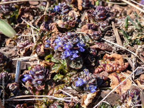 Wallpaper Mural Macro shot of ground cover pyramidal bugle (Ajuga pyramidalis) 'Purple Crispa' with the pale blue-violet, spiked inflorescence blooms in sunlight Torontodigital.ca