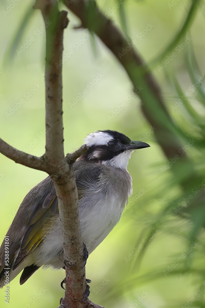 Obraz premium Light-vented Bulbul is on the tree, the background is green, although it is a common bird, it has a beautiful feeling.