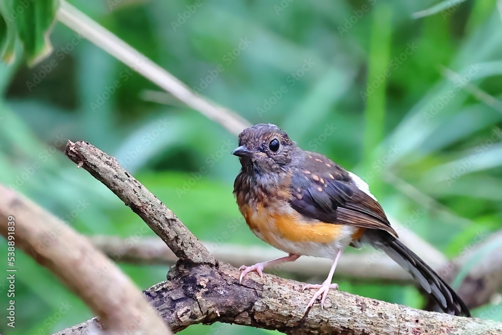 Fototapeta premium Although it is a beautiful and cute bird, it may be harmful to Taiwan's ecology.