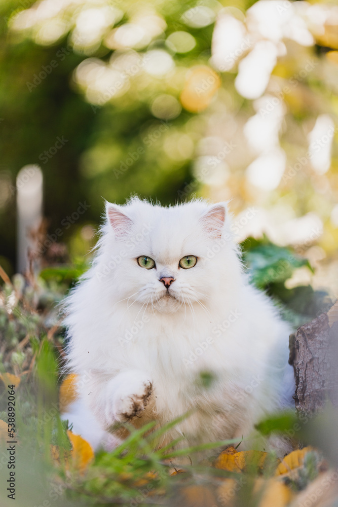 Britisch Langhaar Katze im Garten, Herbst