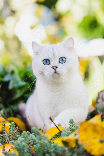 Britisch Kurzhaar Katze im Garten, Herbst