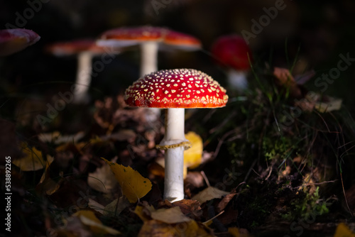 Amanita muscaria fungi fruit bodies in a dark forest in autumn season in Sauerland Germany. Macro close up from frog perspective. Fly agaric is a red and white spotted poisonous toadstool Mushroom. 