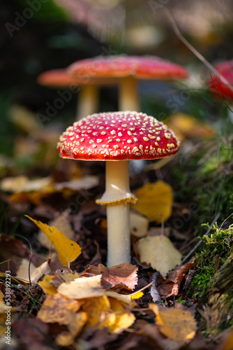 Amanita muscaria or “fly agaric“ is a red and white spotted poisonous Toadstool Mushroom growing in the undergrowth of a forest in Sauerland Germany. Close up of colorful fruit bodies in autumn.
