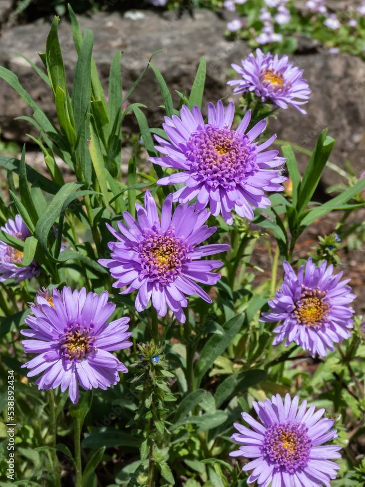 Close up shot of the alpin aster or blue alpine daisy (Aster alpinus) flowering with large daisy-like flowers with blue-violet rays with yellow centers Close up shot of the alpin aster or blue alpine daisy (Aster alpinus) flowering with large daisy-like flowers with blue-violet rays with yellow centers