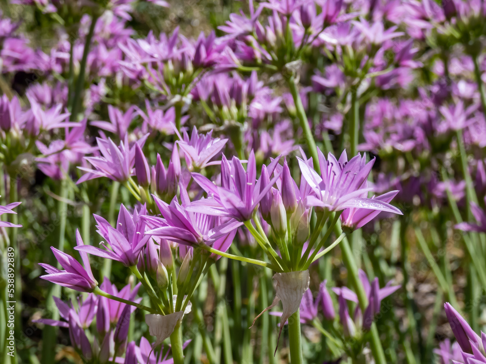 Allium unifolium Kellogs 'Eros' with strap-shaped deciduous leaves flowering with pinkish-lilac flowers form domed clusters in summer