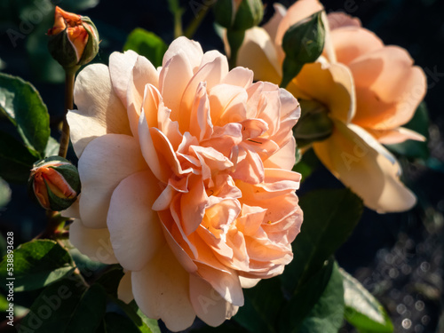 English Shrub Rose Bred By David Austin 'Port Sunlight' .Medium-large, flat, quartered rosettes of rich apricot
