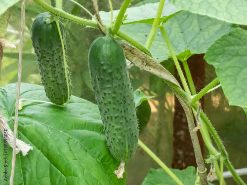 Close-up shot of green cucumber forming and maturing from a yellow flower on a green cucumber plant (Cucumis sativus) in a green house. Gardening and food growing concept