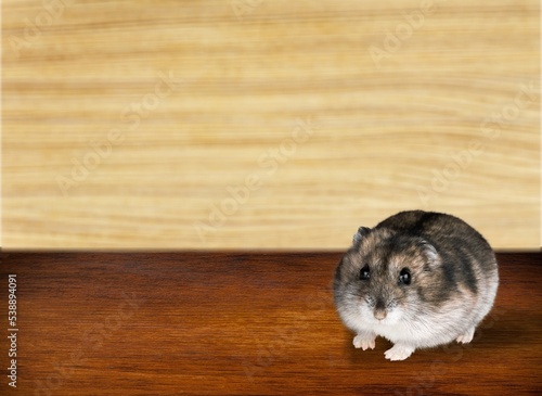 Cute small domestic hamster on the floor