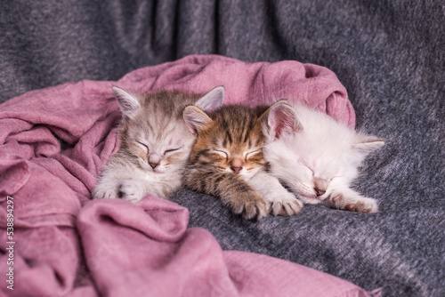 three cute kittens sleep on a dark background