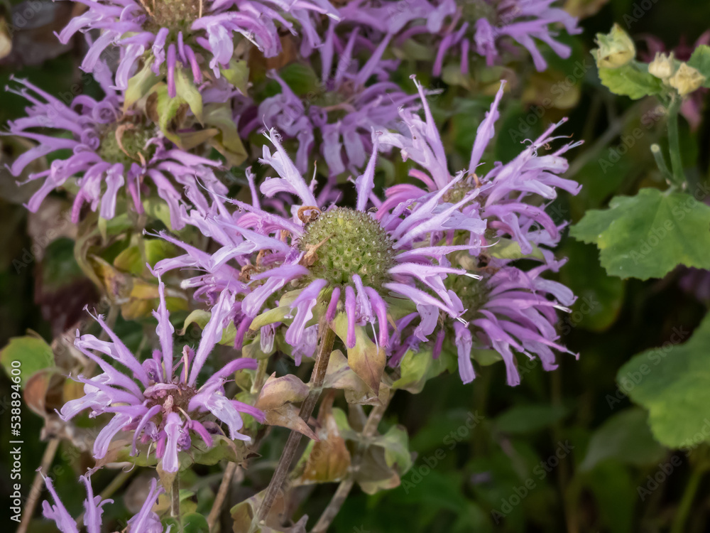 Fototapeta premium The Wild bergamot or bee balm (Monarda fistulosa) blooming with pink to lavender flowers, often used as honey plant, medicinal plant and ornamental plant