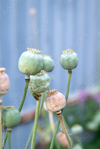 Opium poppy heads, close-up. Papaver somniferum, commonly known as opium poppy or bread poppy, is a species of flowering plants in the Papaveraceae family. Copy space