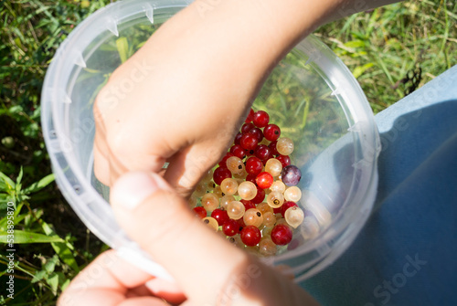 Kid's hands holding plastic container with white and red currant berries
