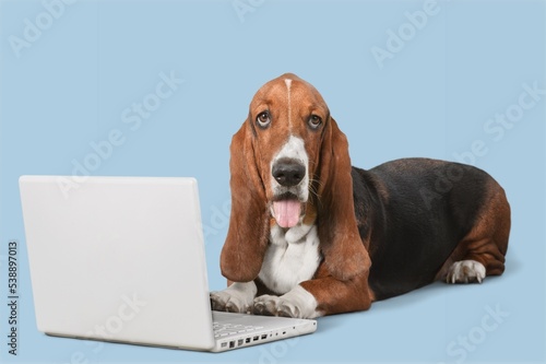 Domestic cute dog with laptop computer.