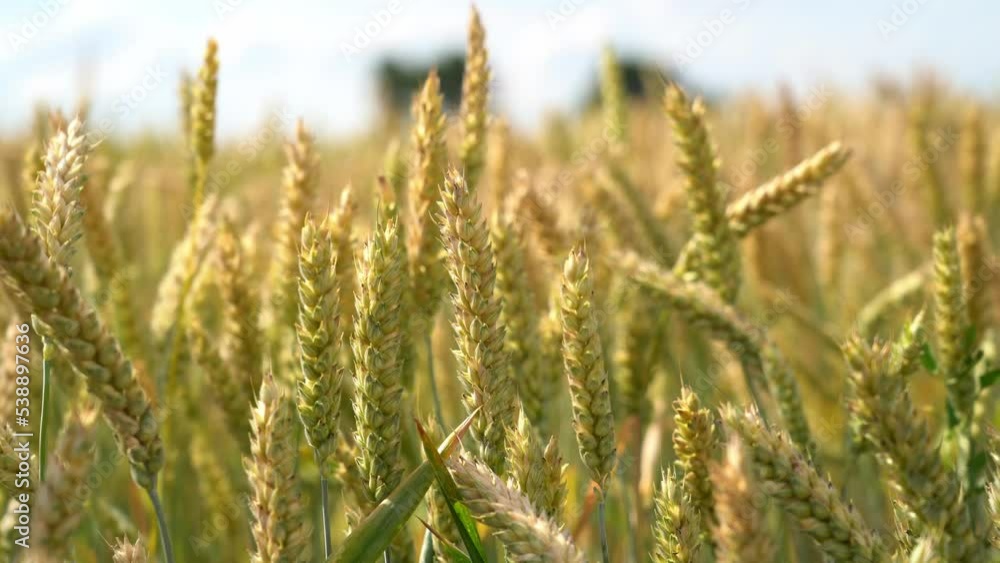 Ears of wheat have not ripened, in sunny weather, a bright day, in summer
Ears of wheat have not ripened, in sunny weather, a bright day, in summer