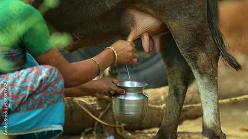 Closuep view of female hands milking the cow by hand in a village photo