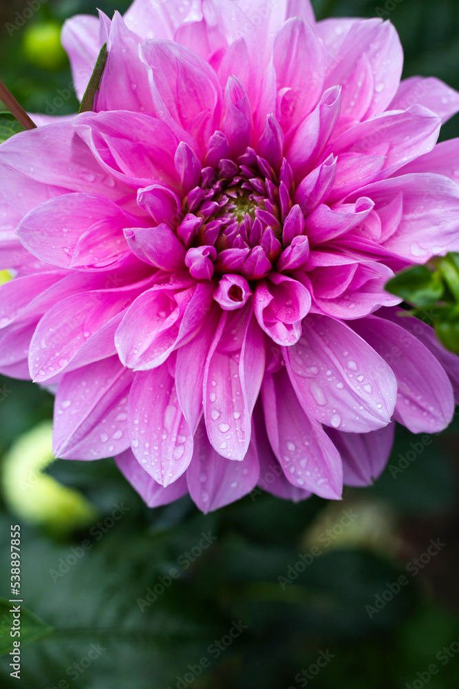 chryzantema różowa chryzantema kwiat piękny kwiat płatki kwiatów flower pink złocień chrysanthemum jesień autumn in garden orchard chryzantema różowa chryzantema kwiat piękny kwiat płatki kwiatów flower pink złocień chrysanthemum jesień autumn in garden orchard