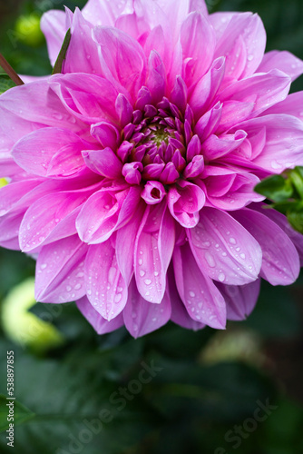 Fototapeta Naklejka Na Ścianę i Meble -  chryzantema różowa chryzantema kwiat piękny kwiat płatki kwiatów flower pink złocień chrysanthemum jesień autumn in garden orchard