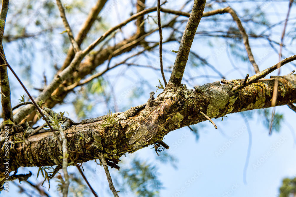 Cicada (Cicadoidea) mimicked and camouflaged on a tree branch Cicada (Cicadoidea) mimicked and camouflaged on a tree branch