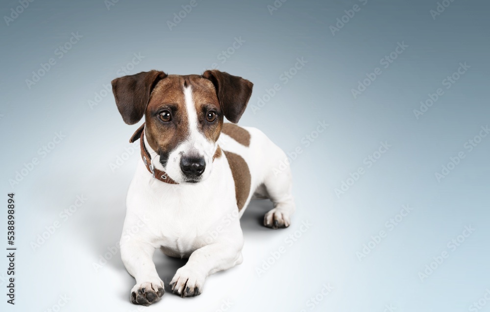 Cute domestic friendly dog posing