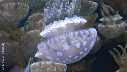 Mastigias jellyfish group underwater
Close up underwater view of Mastigias jellyfish 
 photo