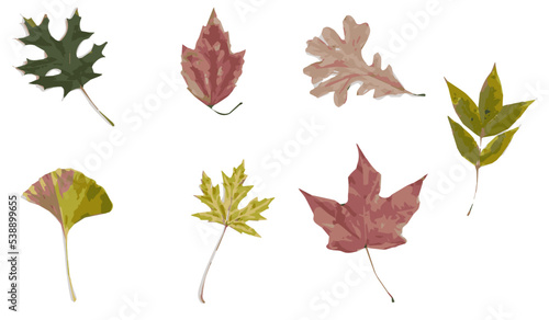 Collection of multicolored vector autumn tree leaves isolated on white background