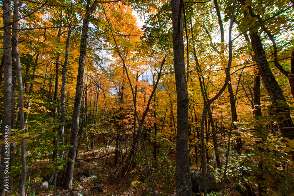 Fall colors in a forest in the Adirondack Mountains