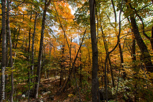 Fall colors in a forest in the Adirondack Mountains