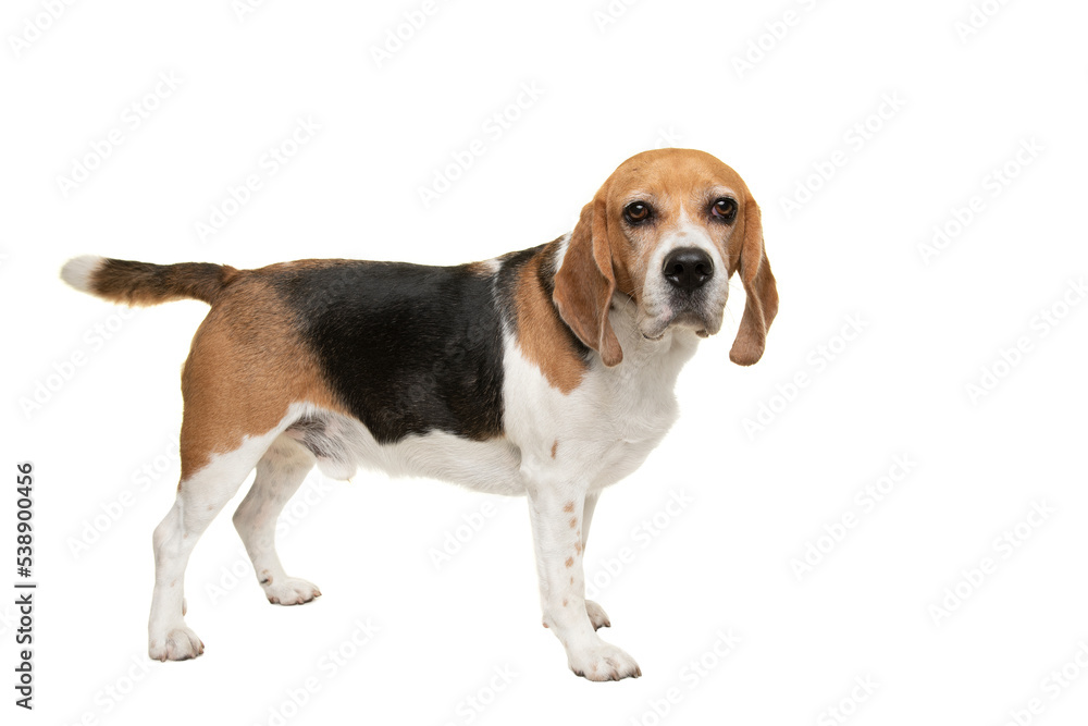 Adult beagle dog looking at the camera seen from the side isolated on a white background