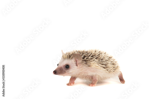 Young hedgehog seen from the side isolated on a white background with space for copy © Elles Rijsdijk