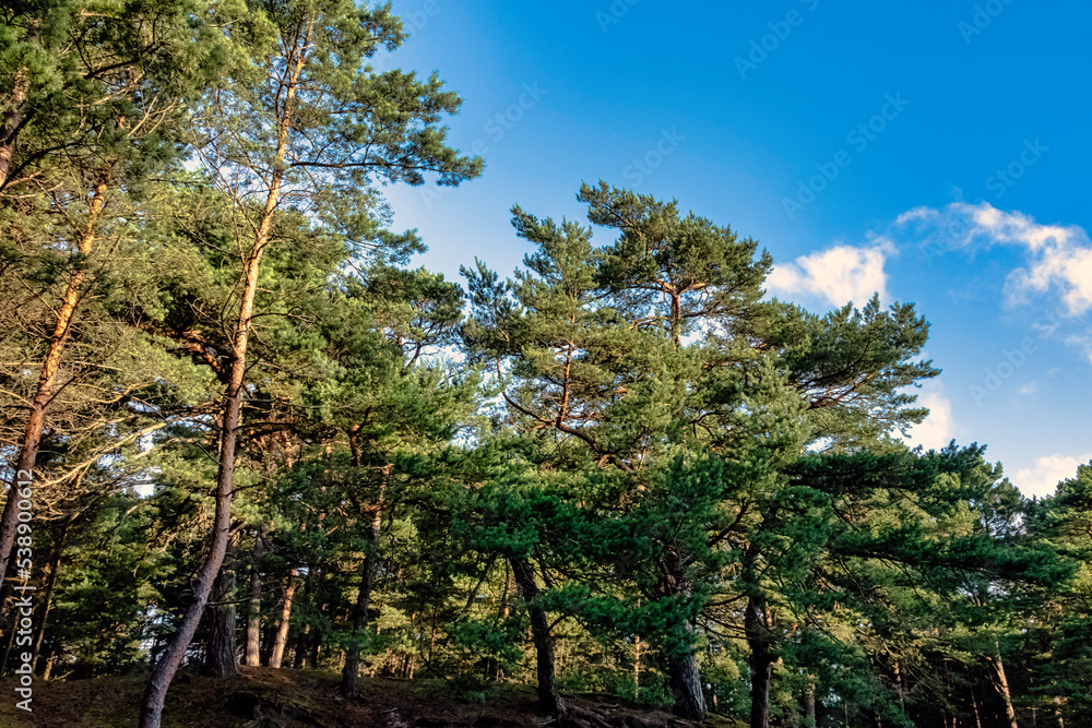 Polish wild forest - Slowinski National Park, Poland