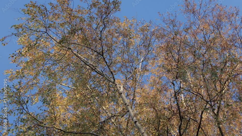Birch and yellow leaves on the background of the blue sky, autumn birch tree, beautiful yellow leaves Birch and yellow leaves on the background of the blue sky, autumn birch tree, beautiful yellow leaves