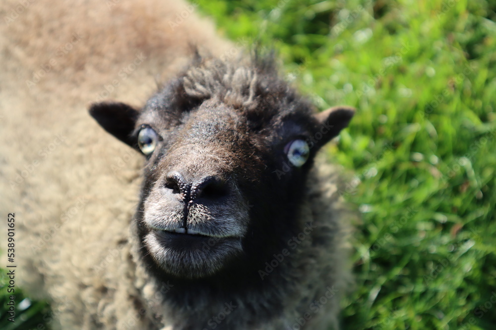 Fototapeta premium Schaf