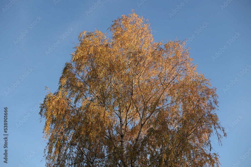 Birch and yellow leaves on the background of the blue sky, autumn birch tree, beautiful yellow leaves