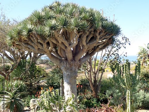 Dragon Blood Tree photo