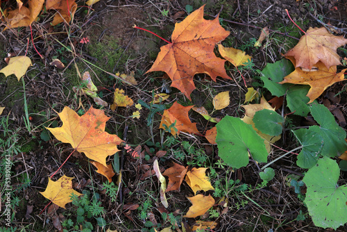 green grass and autumn maple leaves on the ground
