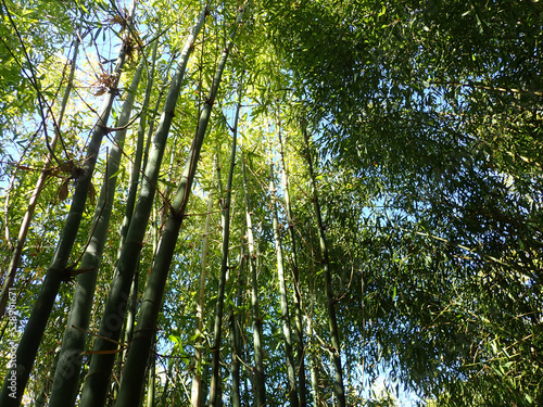 Bamboo against the sky