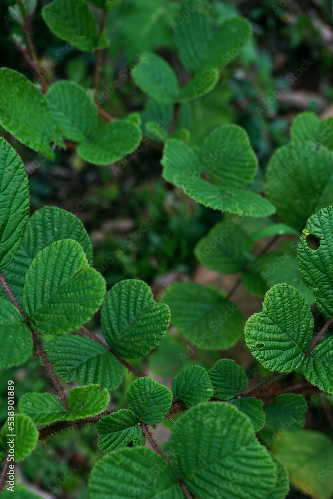 Green background of Rubus ellipticus leaves Green background of Rubus ellipticus leaves