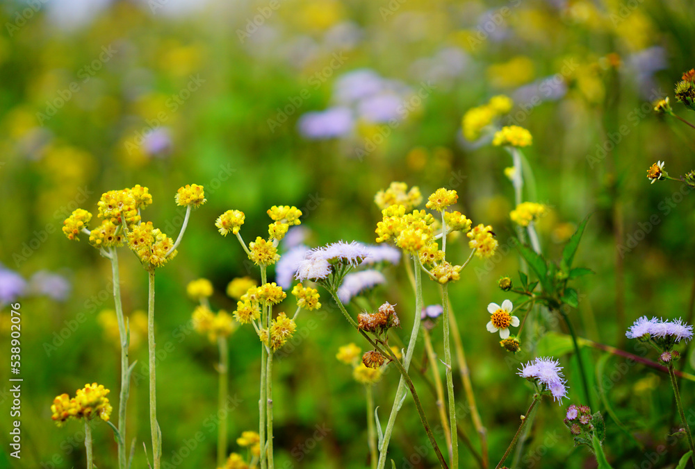 Background of wild flowers including starflower and billygoat flowers